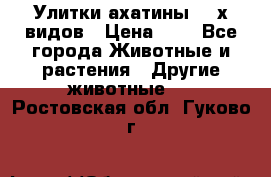 Улитки ахатины  2-х видов › Цена ­ 0 - Все города Животные и растения » Другие животные   . Ростовская обл.,Гуково г.